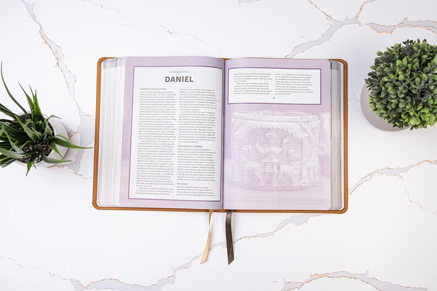 Biblia RVR1960 ilustrada de la Tierra Santa cafe
