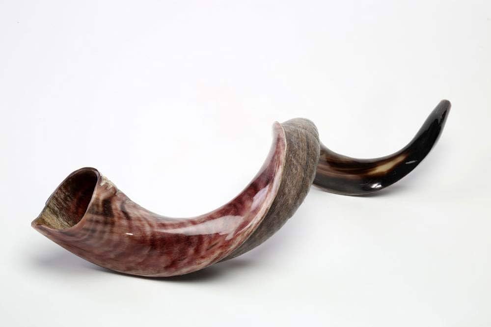 [RAO4008] Shofar Antilope Yemenite Kosher M 52 Cm Importado De Israel